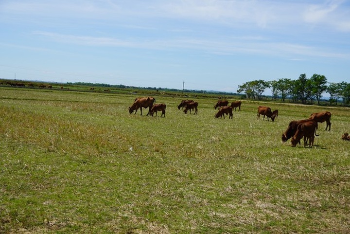 6,000 hectares of farmland abandoned due to rats - 2 6,000 hectares of farmland abandoned due to rats - 2