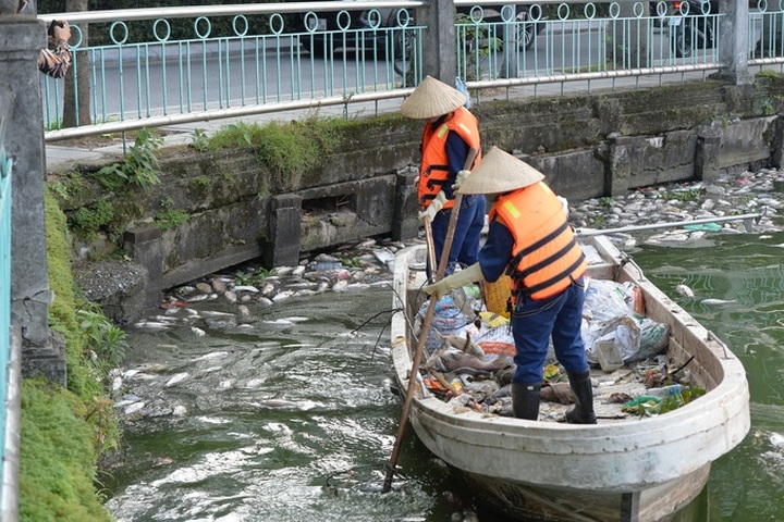 Mass fish deaths in Hanoi's West Lake - 2