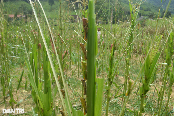 Grasshoppers destroy Nghe An crops, forest - 2