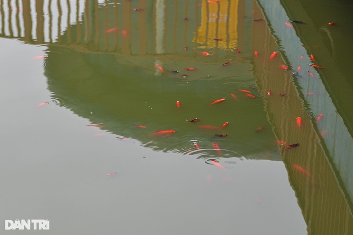 Newly-opened Hanoi park faces pollution after mass fish deaths - 5 Newly-opened Hanoi park faces pollution after mass fish deaths - 5