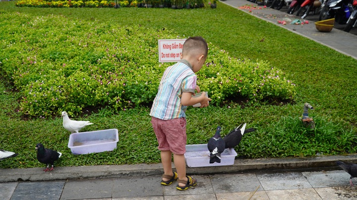 More pigeons living around Saigon's Notre-Dame Cathedral - 5