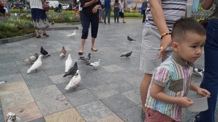 More pigeons living around Saigon's Notre-Dame Cathedral - 3