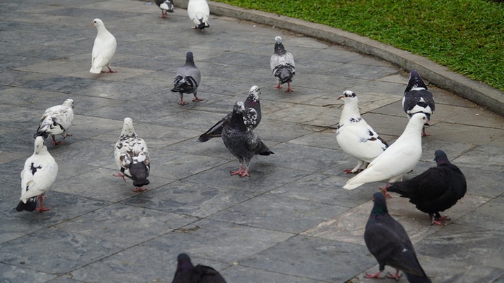 More pigeons living around Saigon's Notre-Dame Cathedral - 2