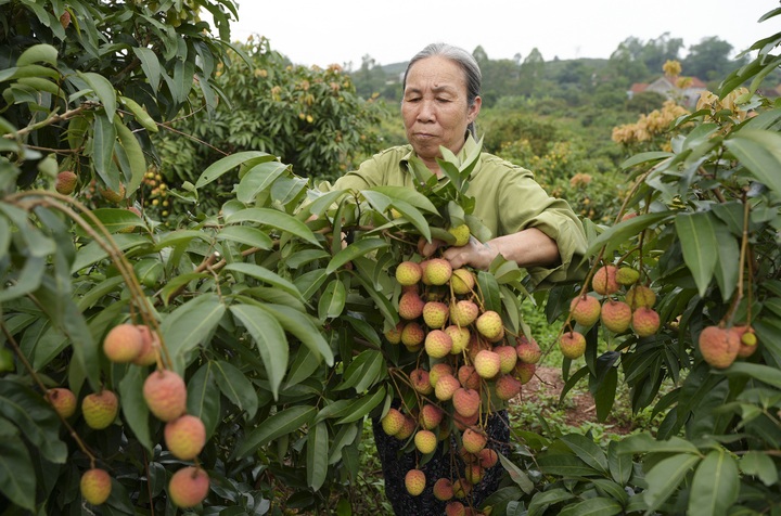 Early-ripening lychee season in Bac Giang - 7 Early-ripening lychee season in Bac Giang - 7