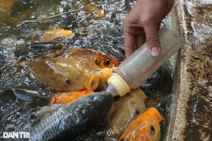 Ben Tre fish farm attracts visitors with well-trained carp - 3