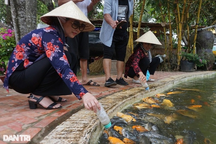 Ben Tre fish farm attracts visitors with well-trained carp - 4