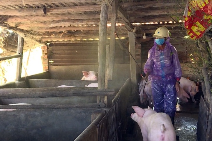 African swine fever continues spreading - 1