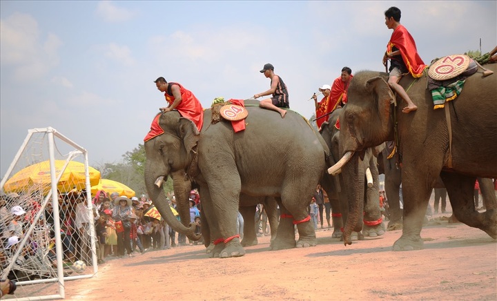 Elephants join football match at Buon Ma Thuot Coffee Festival - 6