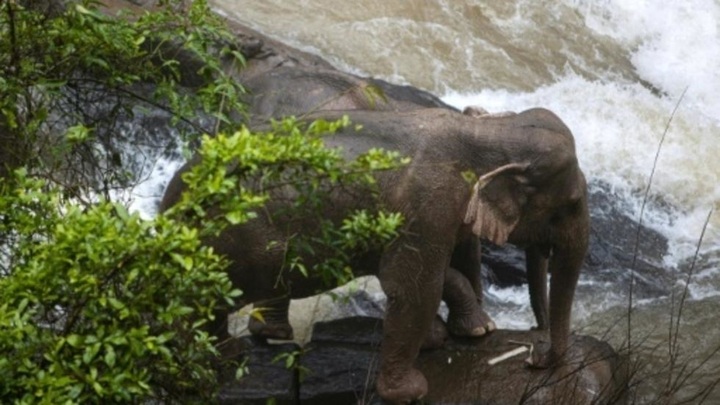 Thai park where 11 elephants died in waterfall strengthens fences - 1