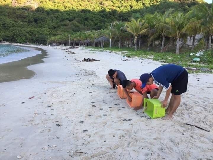 Cu Lao Cham welcomes new batch of sea turtles - 1