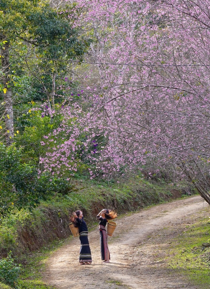 Mang Den’s cherry blossom season attracts visitors - 6