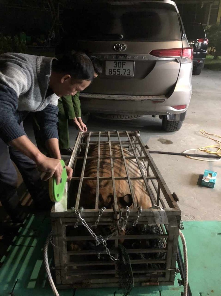 200-kilo tiger found in Quang Tri car - 1 200-kilo tiger found in Quang Tri car - 1