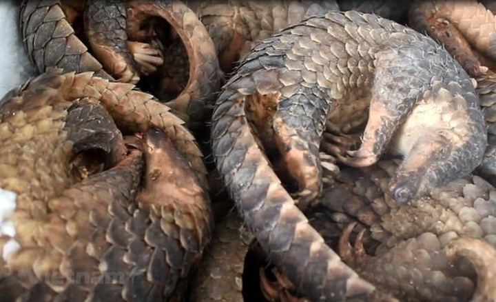 WWF urges end to wildlife trade, consumption in Asia-Pacific - 1