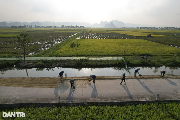 Rice harvest season in Hanoi’s suburbs - 1 Rice harvest season in Hanoi’s suburbs - 1