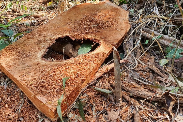 Central Highlands forest destroyed - 5