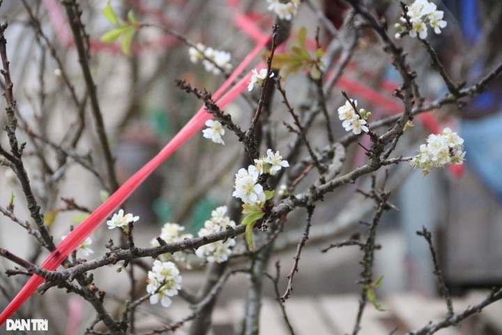 Wild peach, plum branches sold early in Hanoi - 3 Wild peach, plum branches sold early in Hanoi - 3