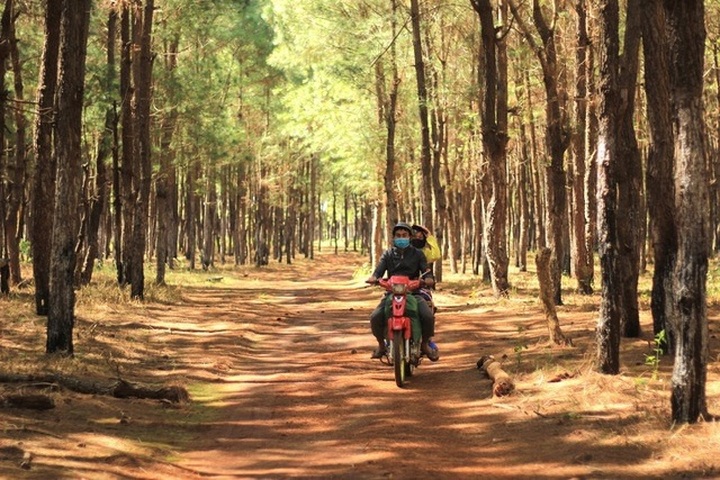 Gia Lai vegetation threatened by golf course project - 1 Gia Lai vegetation threatened by golf course project - 1