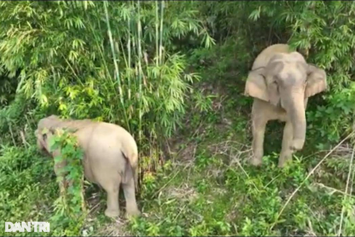 Elephant found dead in Nghe An forest - 2