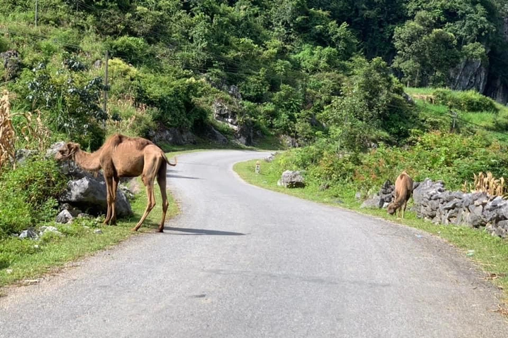Farm owner wants to purchase wandering Cao Bang camels - 1 Farm owner wants to purchase wandering Cao Bang camels - 1