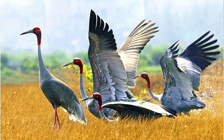 Dong Thap works to conserve red-headed cranes - 1