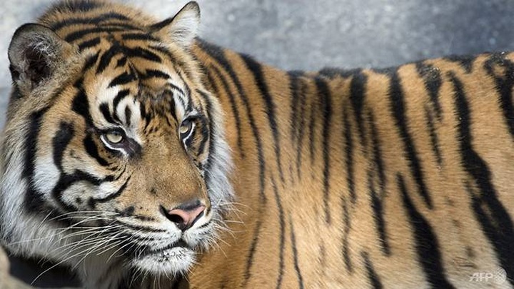Sumatran tiger kills Indonesian farmer, injures tourist - 1