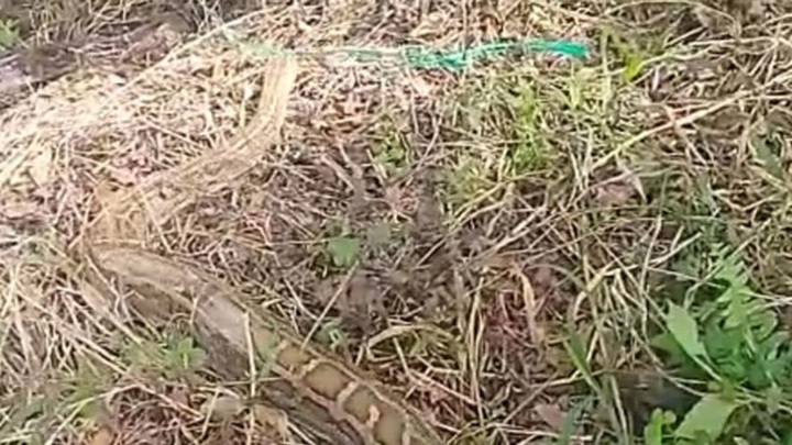 Wild animals released at Kien Giang national park - 1