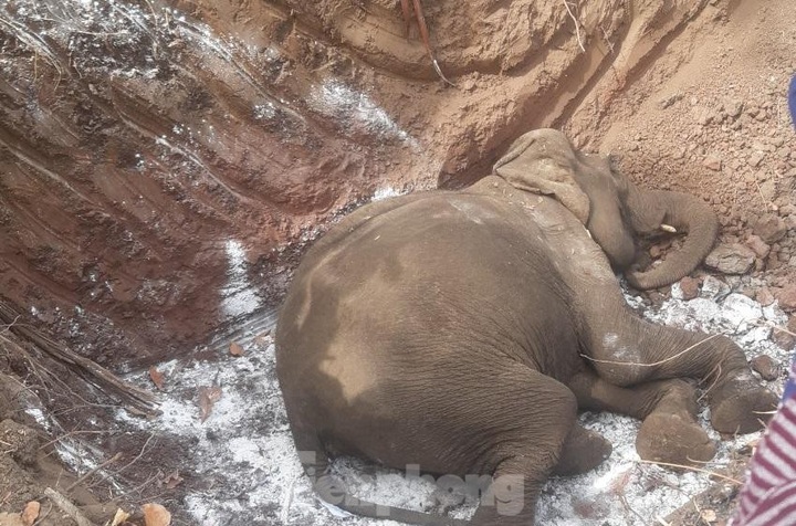 Another domesticated elephant in Dak Lak dies - 1 Another domesticated elephant in Dak Lak dies - 1