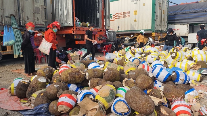 Thousands of tonnes of jackfruits sold off at border gate - 1