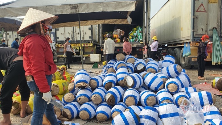 Thousands of tonnes of jackfruits sold off at border gate - 3