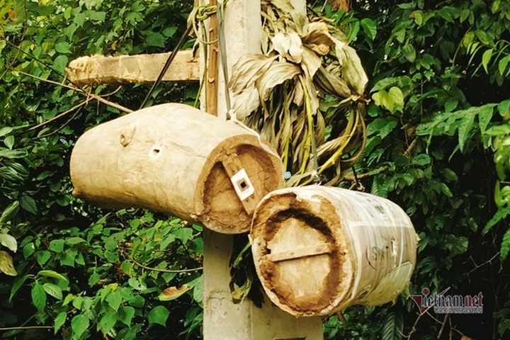 Bee colony collecting season in Ha Tinh - 2