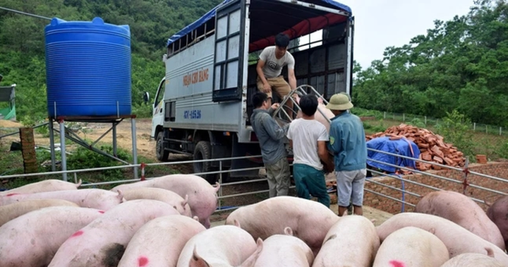 Pig prices sharply drop - 1 Pig prices sharply drop - 1