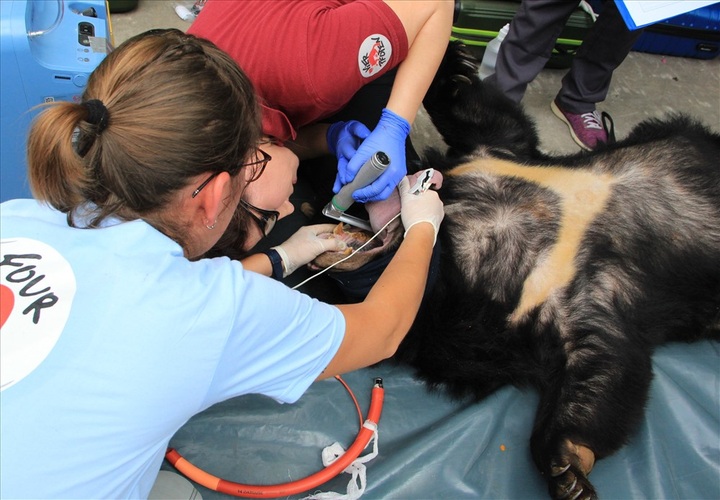 Two more bears rescued in Binh Duong - 2