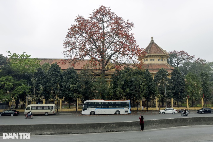 Red silk cotton flower season in Hanoi - 7 Red silk cotton flower season in Hanoi - 7
