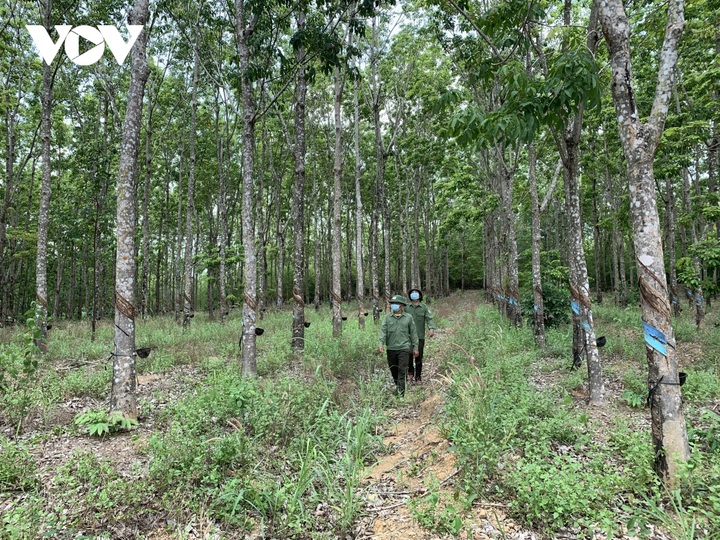 Gia Lai loses forest land to illegal rubber plantation - 1