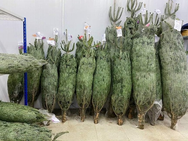 Fresh pine trees become popular for Christmas decorations - 1