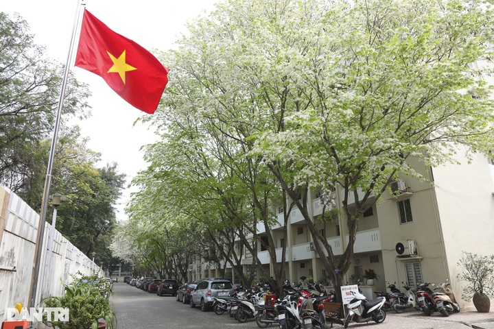 Hanoi streets bloom with white sua flowers - 5