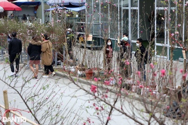 Early peach blossoms on Hanoi streets - 6