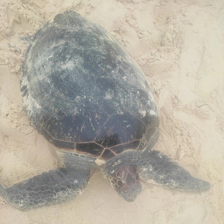 Rare sea turtle found in fishing net - 1