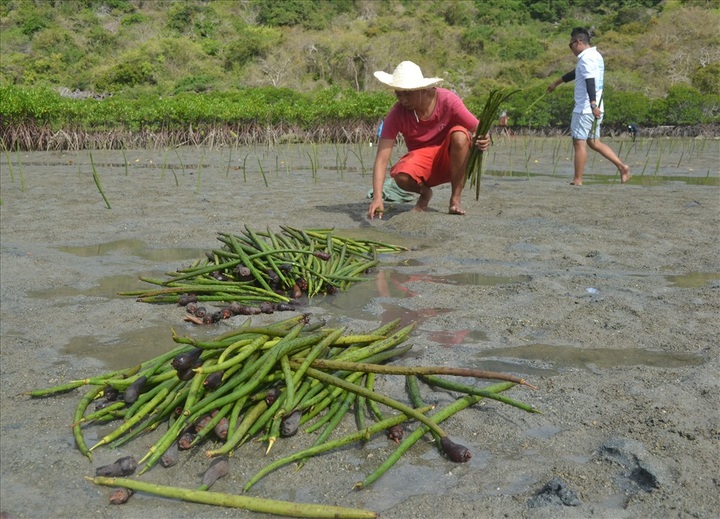Nha Trang starts mangrove restoration project - 3