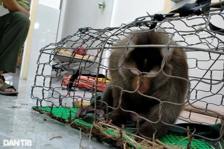Rare monkey attacks two people in Quang Tri - 1