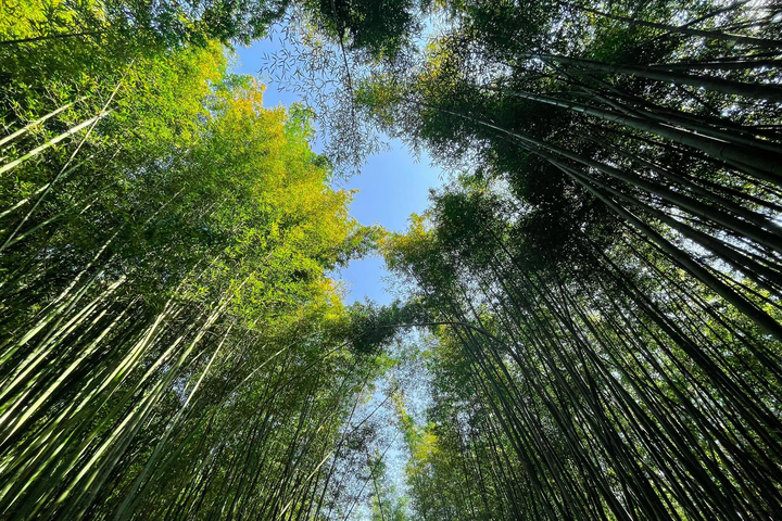 Exploring bamboo forest in Cao Bang - 4 Exploring bamboo forest in Cao Bang - 4