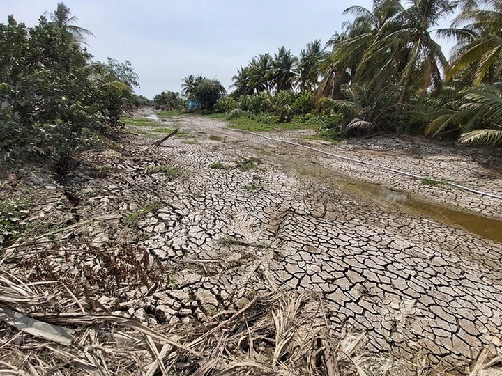 Mekong Delta forecasted to face saline intrusion, drought - 1 Mekong Delta forecasted to face saline intrusion, drought - 1