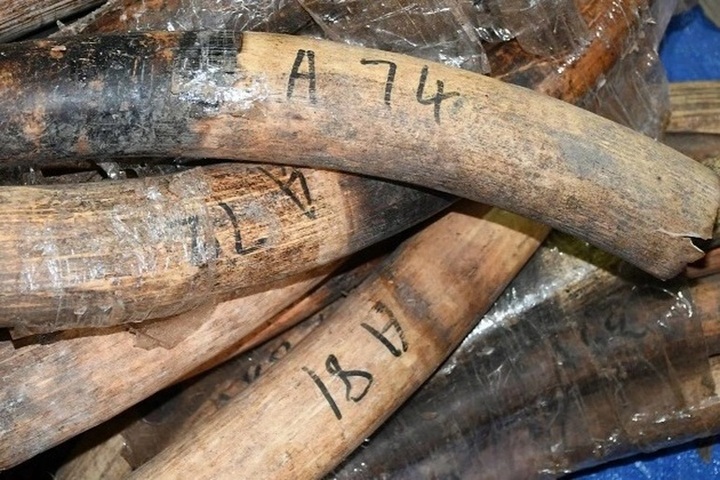 Danang Customs seize smuggled ivory and pangolin scale haul - 2