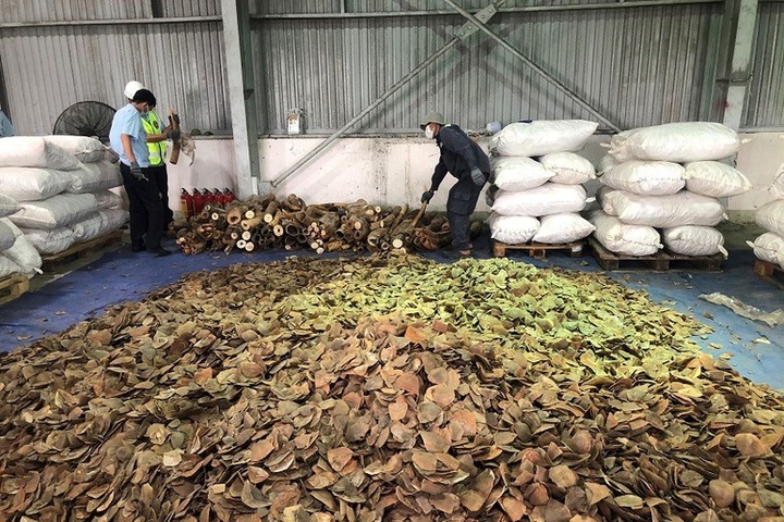 Danang Customs seize smuggled ivory and pangolin scale haul - 1