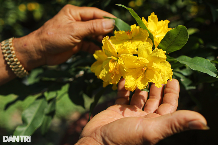 HCM City yellow apricot growers worried about losses - 4 HCM City yellow apricot growers worried about losses - 4