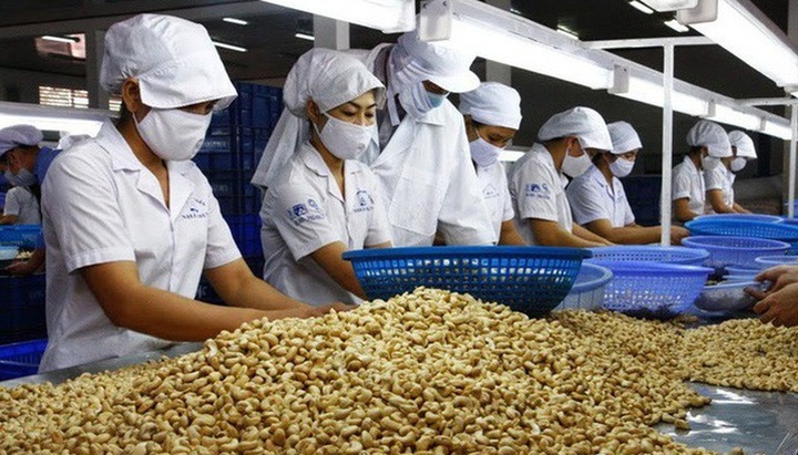 Cashew firms face tough competition from imports - 1