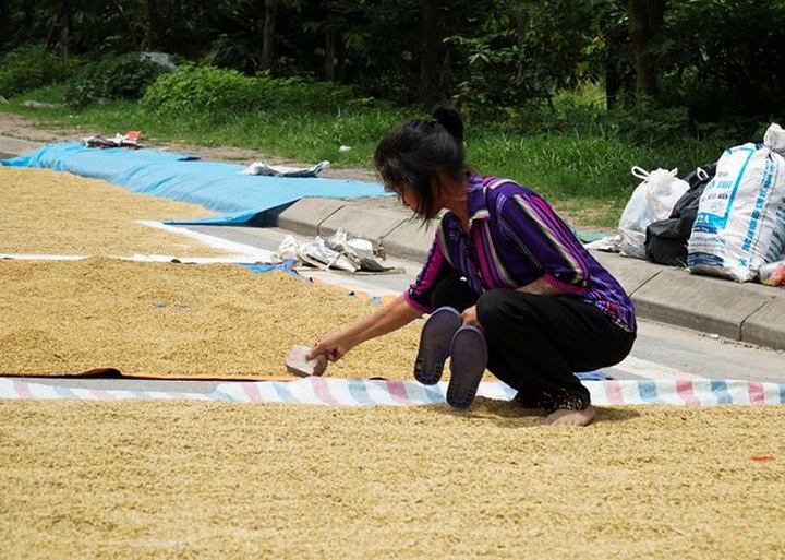 Hanoi farmers dry rice on streets - 4