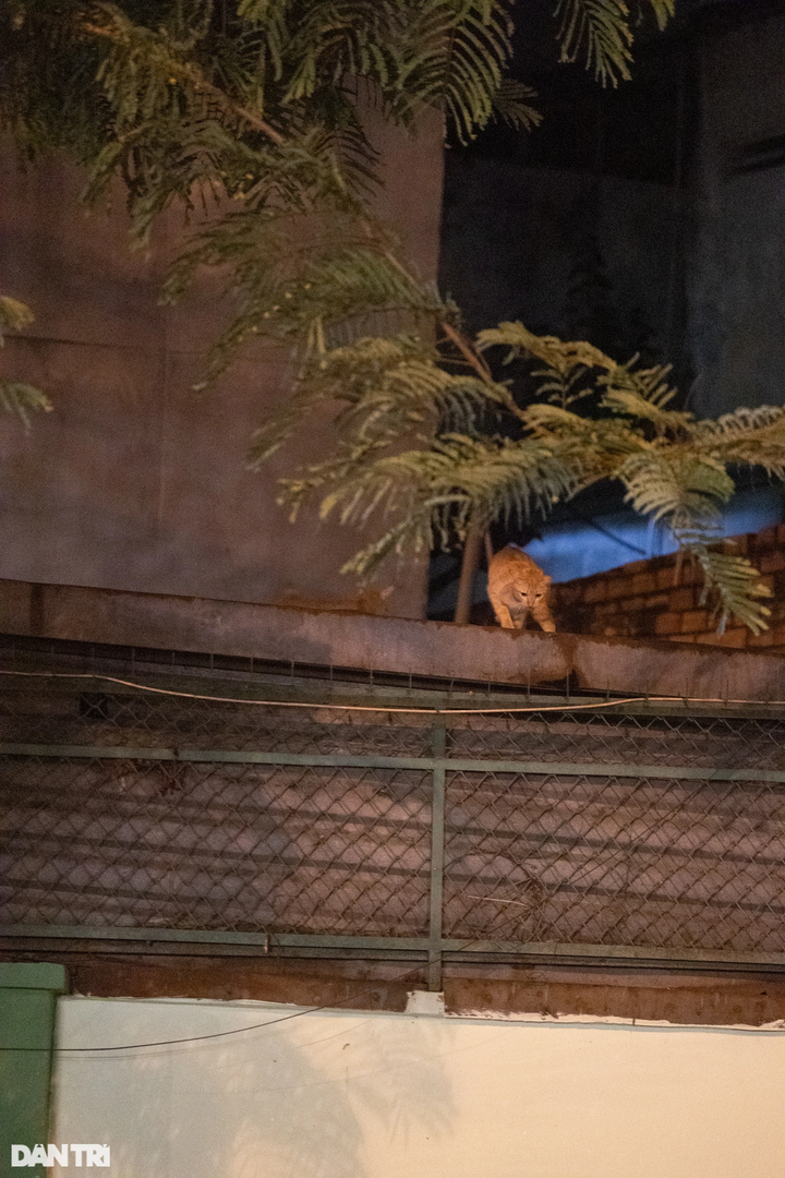 HCM City woman’s love for abandoned cats - 7