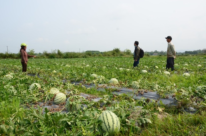 Quang Ngai watermelon growers hit hard by Covid-19 - 2