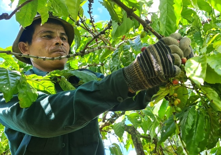 Coffee harvesting season in Central Highlands region - 5
